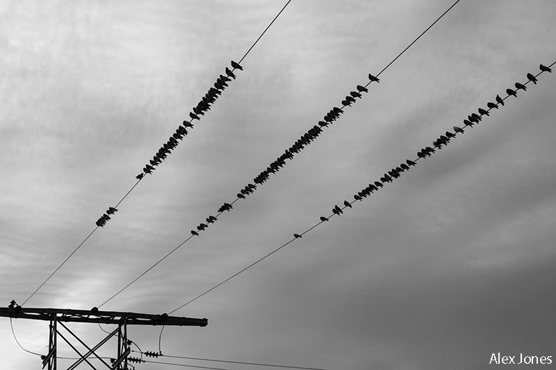 Foto: Alex Jones